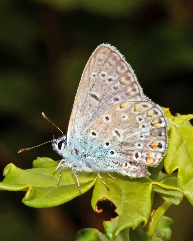 Polyommatus da identificare